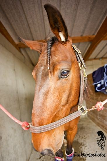 Portraiture Equine